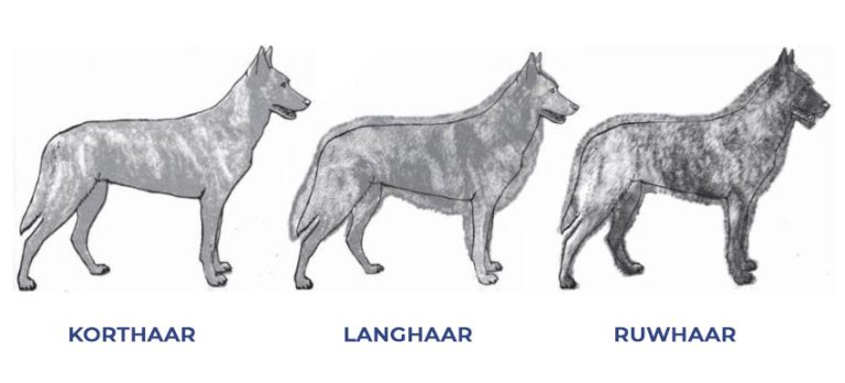 hollandse herder, ruwhaar, langhaar, korthaar, rasstandaard, ruwharig, kortharig, langharig, fci, dutch shepherd