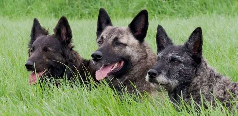 nederlandse herdershonden club, hollandse herder, ruwhaar, langhaar, korthaar, rasstandaard, ruwharig, kortharig, langharig, fci, dutch shepherd, hollandse herdershond